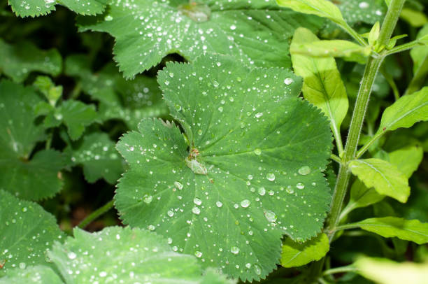 istock rain drops on the leaf of a ladys mantle 1250610611