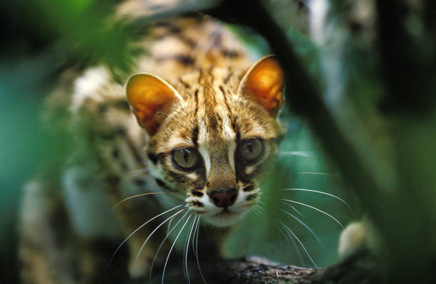 Leopard Cat, prionailurus bengalensis, Camouflaged Adult Leopard Cat, prionailurus bengalensis, Camouflaged Adult prionailurus bengalensis stock pictures, royalty-free photos & images
