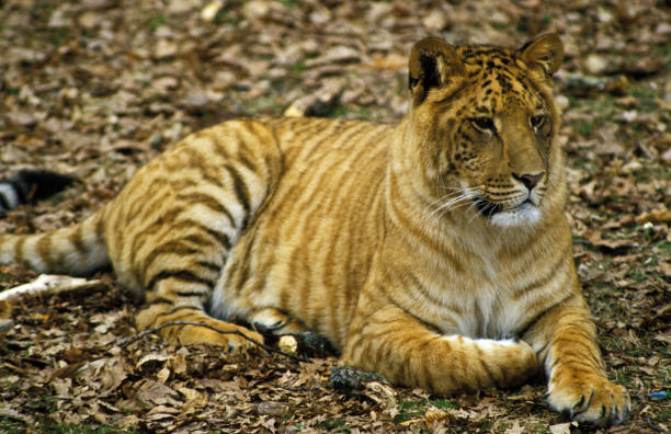 Tigon Stock Photos, Pictures & Royalty-Free Images - iStock Tigon Stock Photos, Pictures & Royalty-Free Images - iStock