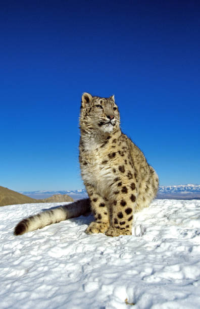 snow leopard or ounce, uncia uncia, adult standing on snow - snow leopard imagens e fotografias de stock