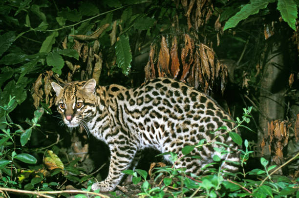 istock Ocelot, leopardus pardalis, Adult 1250611365