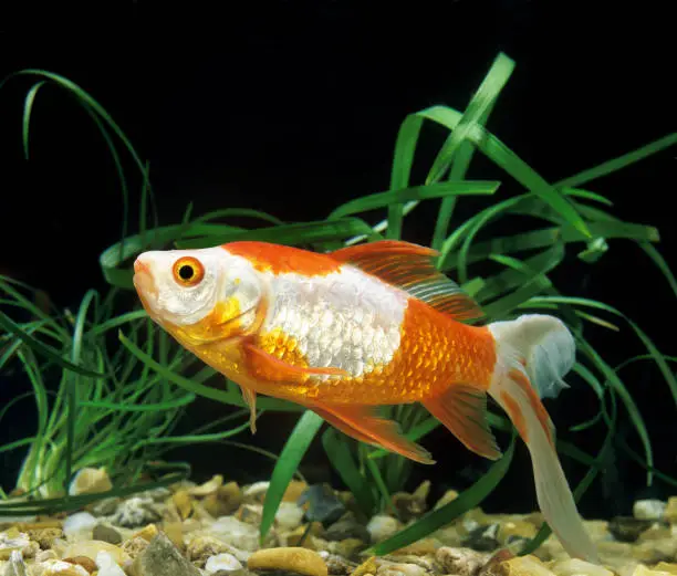 Veiltail Goldfish, carassius auratus, Adult