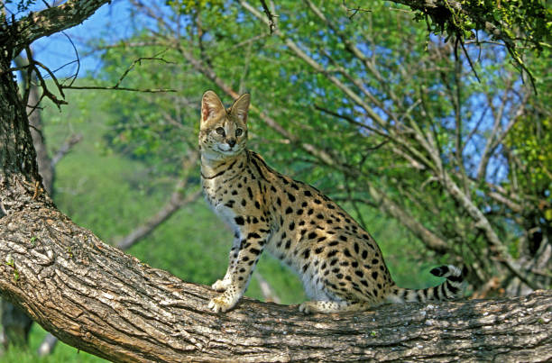 istock Serval, leptailurus serval, Adult standing on Branch 1250611436