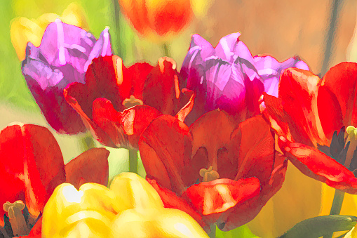 Multicoloured Tulips in a bunch post processed to give a painterly effect.