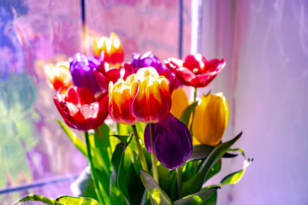 Multicoloured Tulips in a jug.