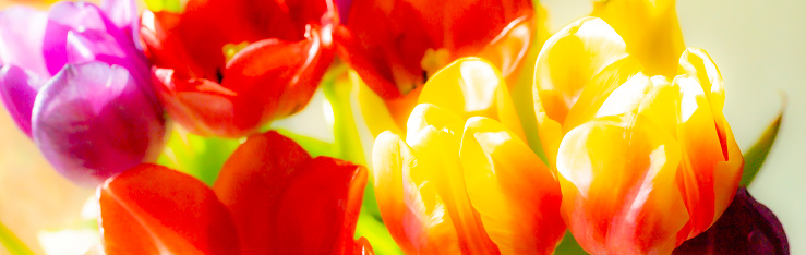 Multicoloured Tulips in a bunch.