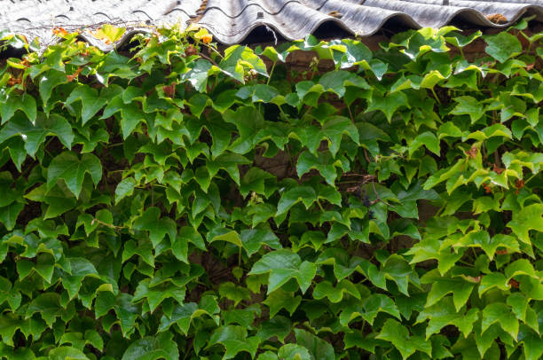 istock Ivy on the Wall 1250615945
