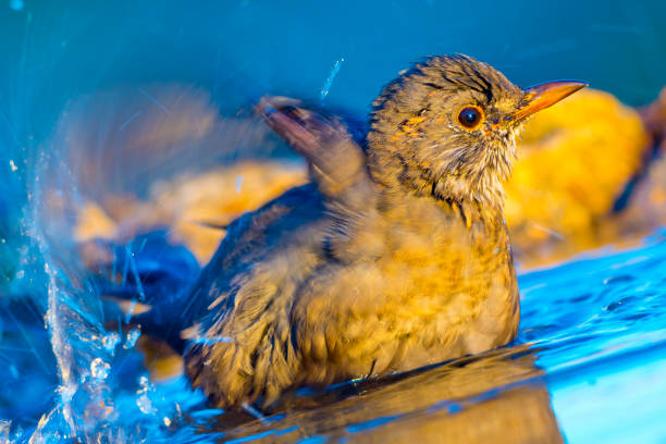istock Blackbird, Turdus merula, Forest Pond, Spanish Forest 1250618790