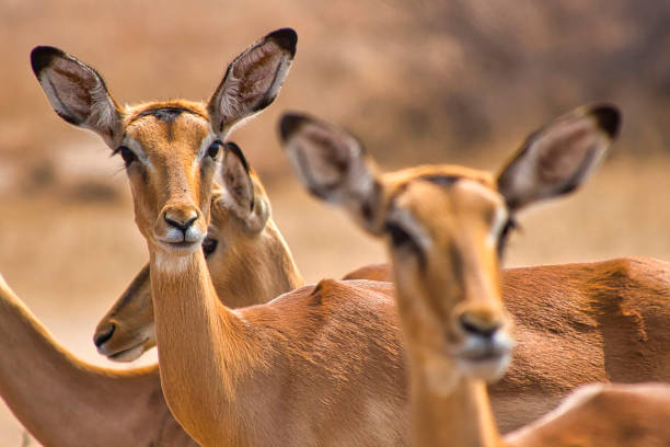 istock Impala, Aepyceros melampus, Bostswana 1250618819
