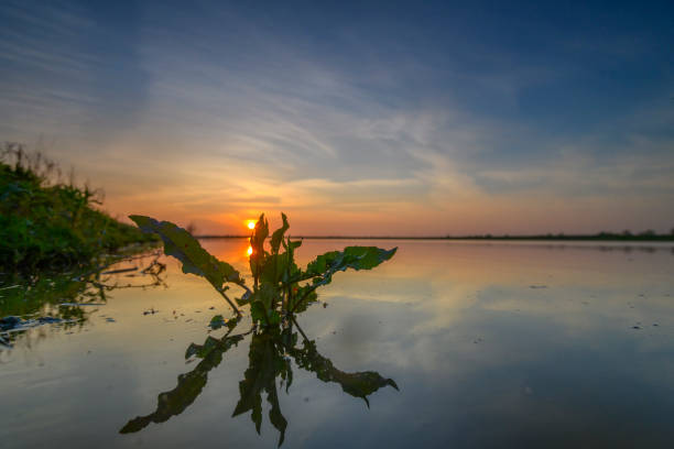Springtime sunset over an empty lake during a beautiful evening in May at the Reevediep near Kampen in Overijssel, The Netherlands.