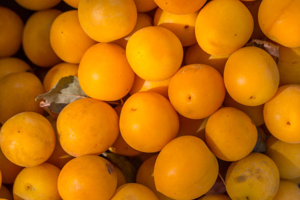 istock Ripe yellow cherry plum 1250621030