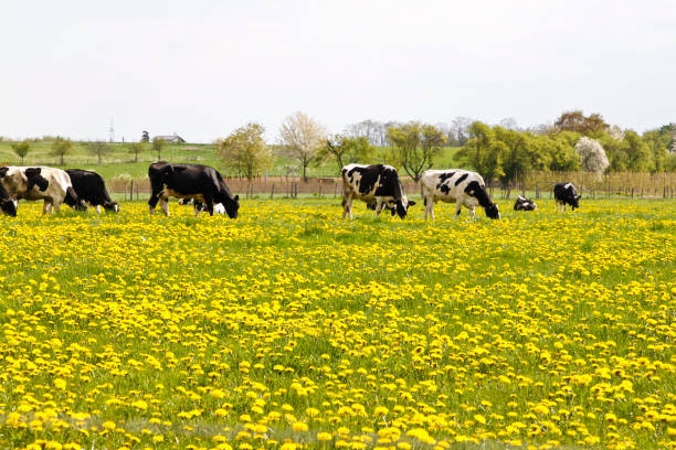 istock Cows in a flower meadow 1250621283