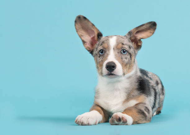 istock Cute welsh corgi puppy with blue eyes lying down facing the camera on a blue background 1250621304
