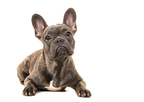 Cute french bulldog lying on the floor facing the camera isolated on a white background