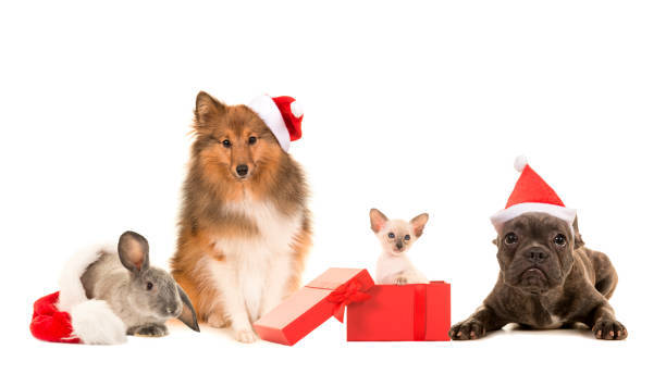 gruppo di animali domestici, due cani, gatto e un coniglio con cappelli di natale su sfondo bianco - dutch bulldog foto e immagini stock