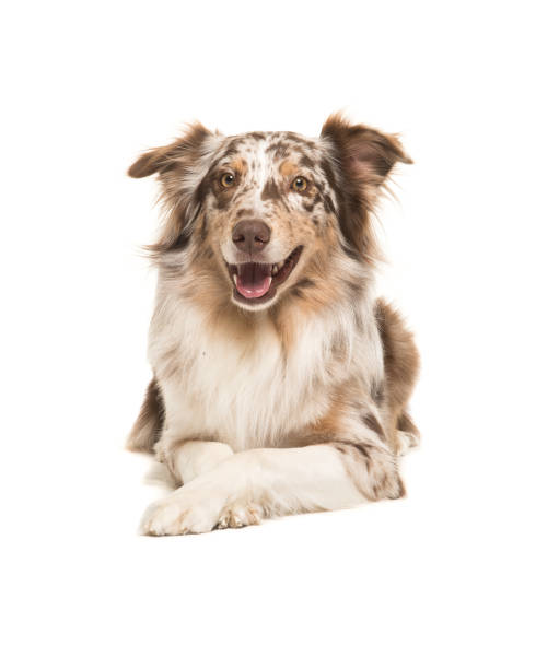 istock Pretty australian shepherd lying down on the floor seen from the front facing the camera isolated on a white background 1250623114