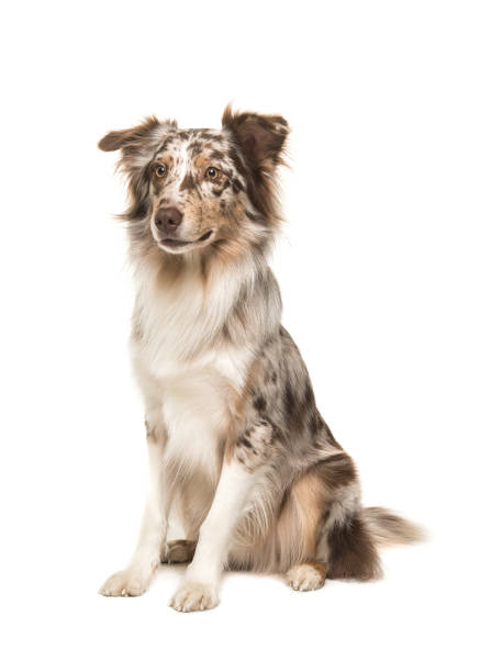 istock Cute sitting smiling australian shepherd seen from the side isolated on a white background 1250624471