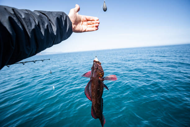 un grande dentice rosso catturato durante una battuta di pesca d'altura al largo - pesca daltura foto e immagini stock