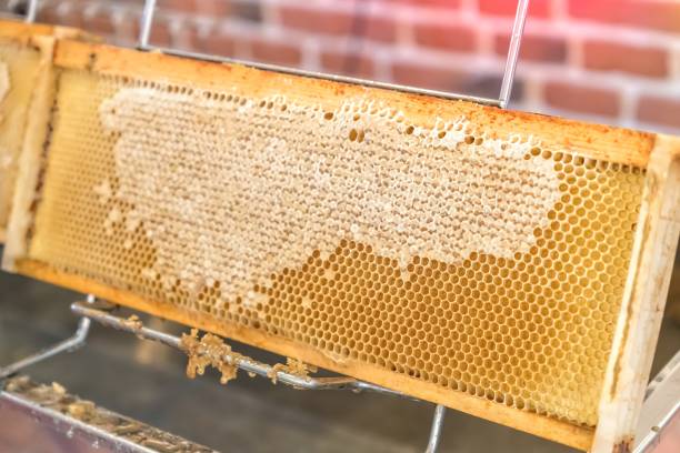 istock Natural honeycomb with honey from a bee hive 1250624489