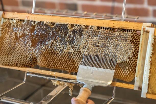 istock Natural honeycomb with honey from a bee hive 1250624490