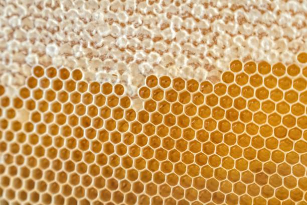 istock Natural honeycomb with honey from a bee hive 1250624502