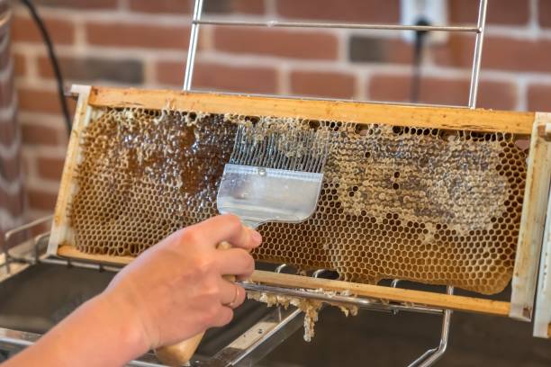 istock Natural honeycomb with honey from a bee hive 1250624516