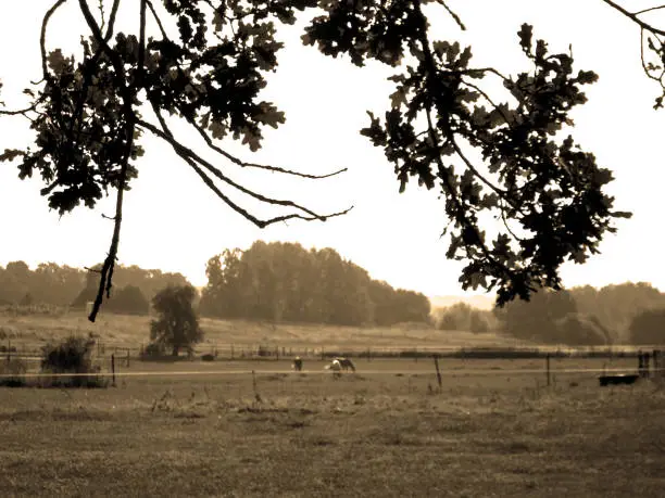Three horses in the center of this large wide outdoors. Shooted under tree branches in 2018 june. Sepia photography