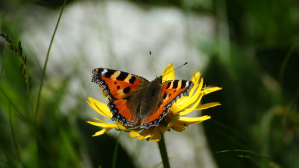 istock Butterfly on the flower 1250625016