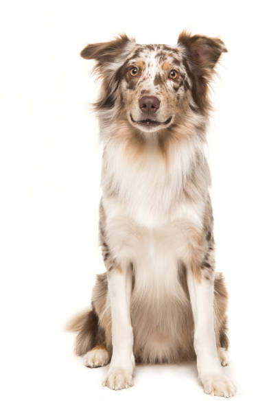istock Cute sitting smiling australian shepherd facing the camera seen from the front on a white background 1250625220
