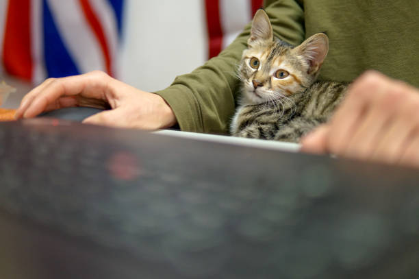 gato engraçado em casa - domestic cat computer laptop kitten - fotografias e filmes do acervo