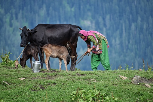 Young female farmer carrying milk canister while walking in green grassy rural field