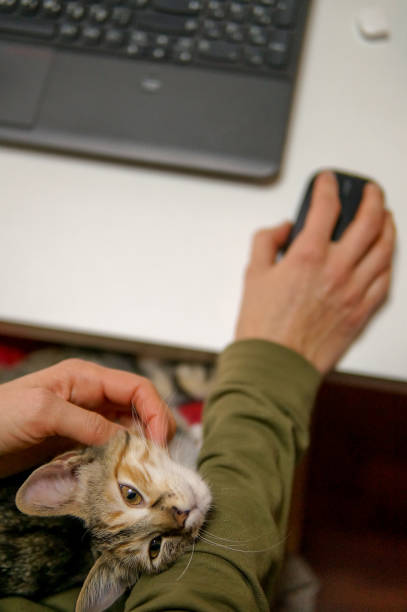 забавная кошка дома - domestic cat computer laptop kitten стоковые фото и изображения
