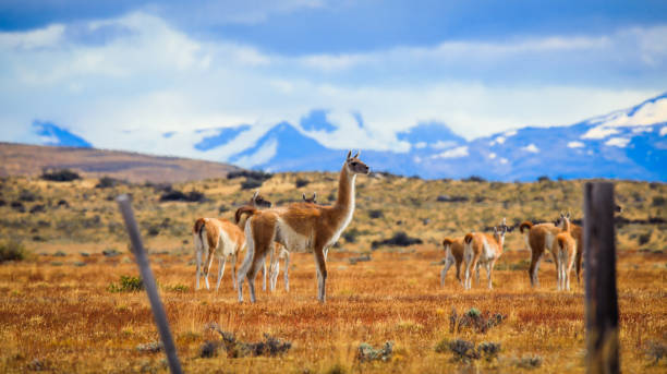 Wild and Beautiful Guanaco with the Mountains on the Background in the Torres Del Paine National Park Wild and Beautiful Guanaco with the Mountains on the Background in the Torres Del Paine National Park, Patagonia, Chile patagonia chile photos stock pictures, royalty-free photos & images