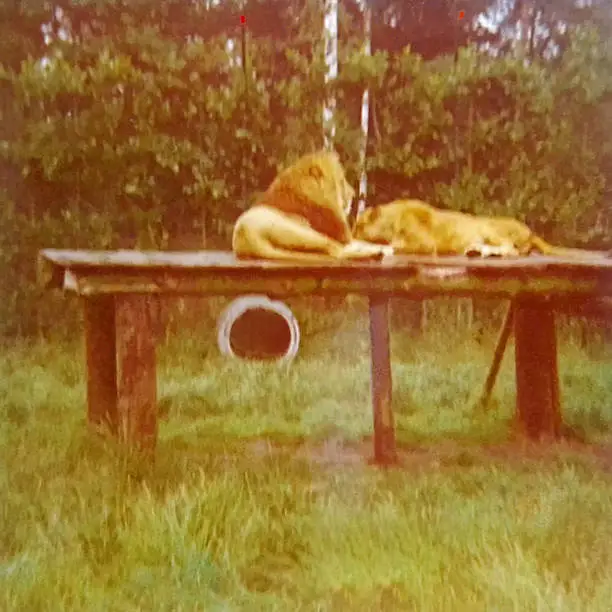 A male lion who is looking to right near his female who is sleeping lying down on the wood surface converted for usage. Orange vintage effect in square photography