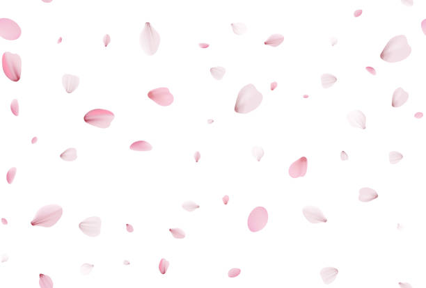 매끄러운 사쿠라 꽃잎. 떨어지는 사실적인 체리 꽃잎 - valentine card rose plant blossom stock illustrations