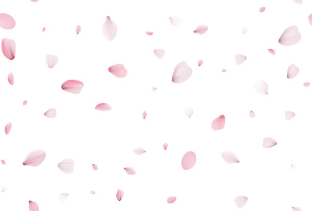 ilustrações de stock, clip art, desenhos animados e ícones de seamless sakura petals. falling realistic cherry petals - pétalas de flores