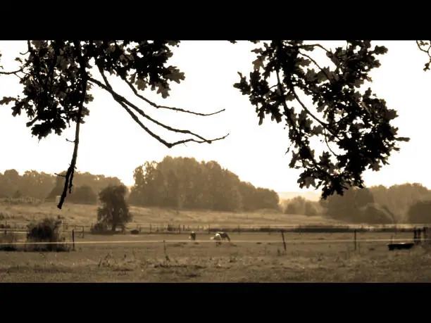 Three horses in the center of this large wide outdoors. Shooted under tree branches in 2018 june. Sepia photography