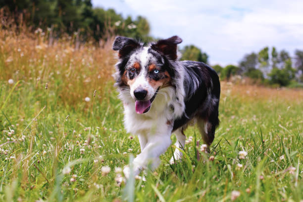 istock Malchi the Australian Shepherd Dog in a Field 1250628058