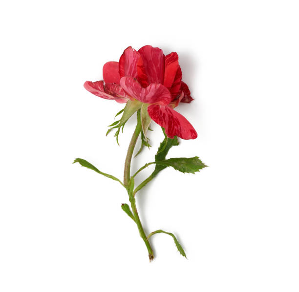 istock red blooming rose isolated on white background 1250628065