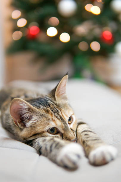 istock Funny cat near christmas tree 1250628129