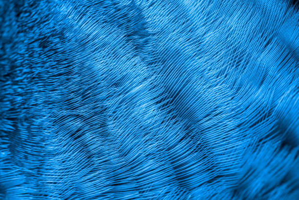 istock Closeup blue peacock feathers a beautiful background 1250628359
