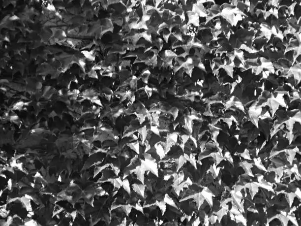 A full frame dense natural wall of large unique ivy plant invasion in a black and white 4x3 photography.