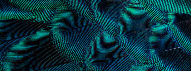 istock Closeup peacock feathers a beautiful background 1250628399