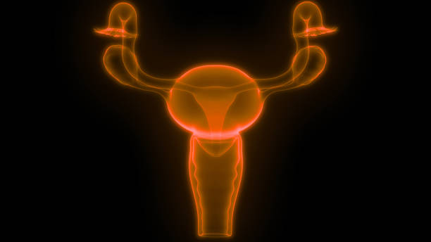 여성 생식 시스템 해부학 - vagina uterus human fertility x ray image 뉴스 사진 이미지