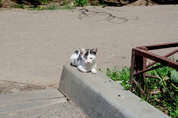 Street kitten with a sore right eye. Two-tone kitten basks in the sunshine on a city street. Homeless animals. Selective focus.