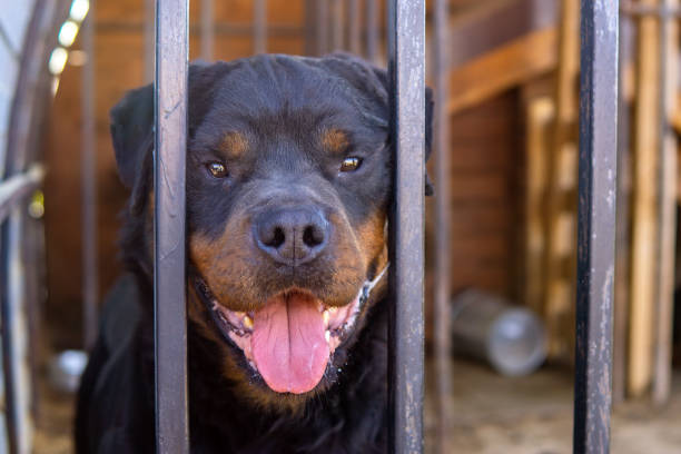 istock Rottweiler dog behind bars close up head 1250628645