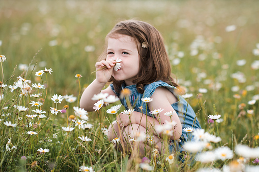 Smiling baby girl 2-3 year old smelling flowers sitting in meadow outdoors. Summer season. Childhood. Happiness. Holiday time. Selective focus.