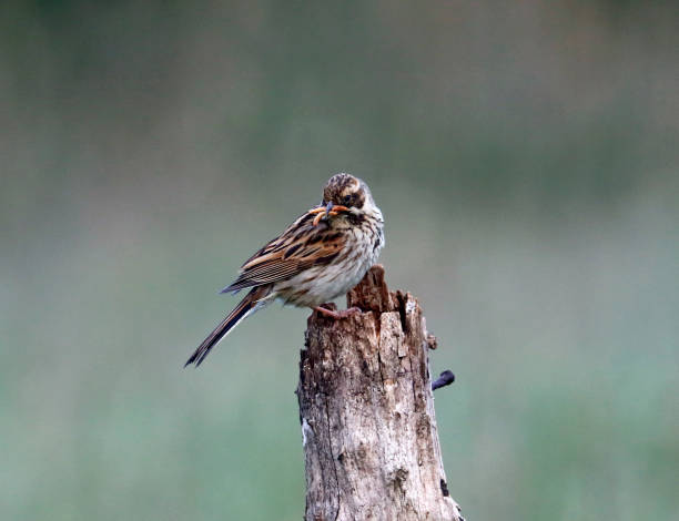 istock Reed buntings searching for food 1250629732