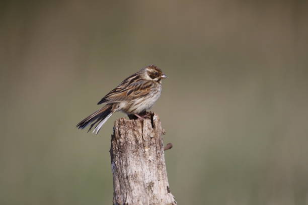istock Reed buntings searching for food 1250629738