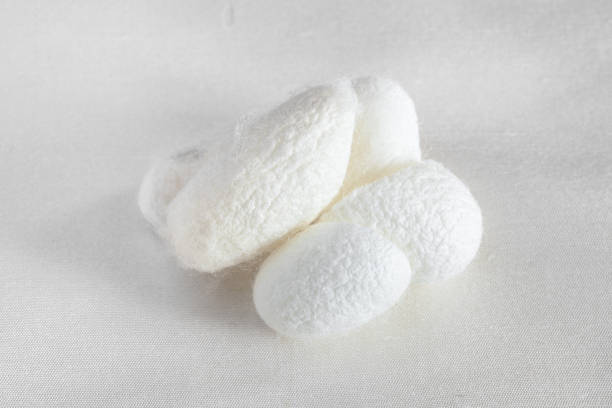 istock natural silkworm cocoons on white silk fabric 1250630989